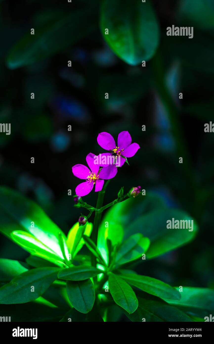 I fiori di albicocca nel giardino si preparano ad accogliere il tradizionale Tet.hoa mai traong khu vườn chuẩn bị đón tết truyền thống Foto Stock