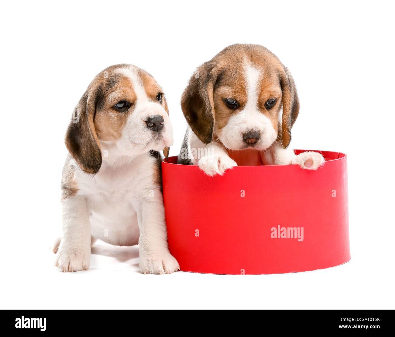 Simpatici cuccioli di beagle con scatola regalo su sfondo bianco Foto stock  - Alamy