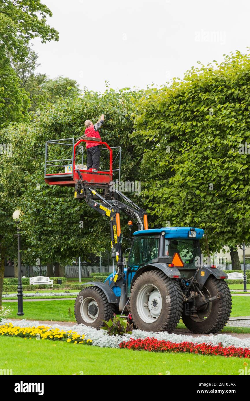 Lavoratore orticolo con trattore blu che installa luci in miniatura in alta siepe di albero deciduo in fine estate, Kadriorg Park, Tallinn, Estonia Foto Stock