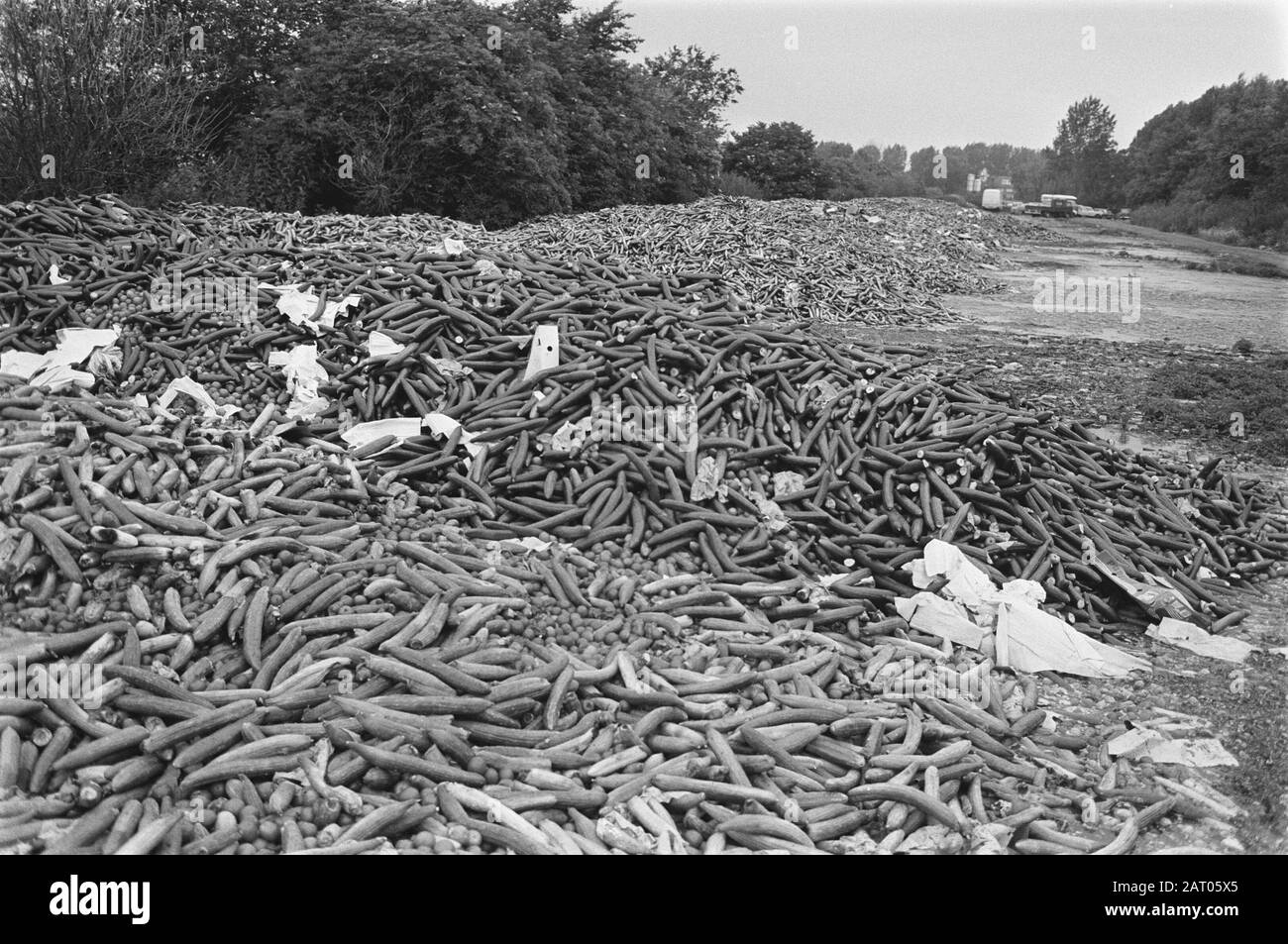 Dripped cetrioli e pomodori a discarica Bleiswijk Data: 11 luglio 1984 luogo: Bleiswijk Parole Chiave: Discariche, aste Foto Stock