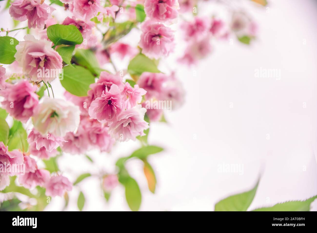 Delicato fiore rosa sakura primo piano. Bell'Abstract sfondo primavera, composizione minima. Romantico sfondo floreale. Colori pastello, primo piano Foto Stock