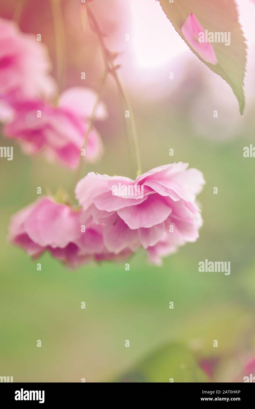 Primavera sfondo floreale in colori pastello. Natura astratta della molla per il disegno decorativo. Estate sfondo luminoso Foto Stock