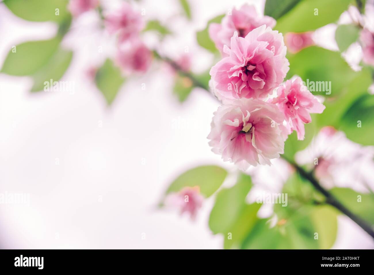 Delicato rosa che fiorisce sakura, copia spazio. Bei colori Pastello, primo piano Foto Stock