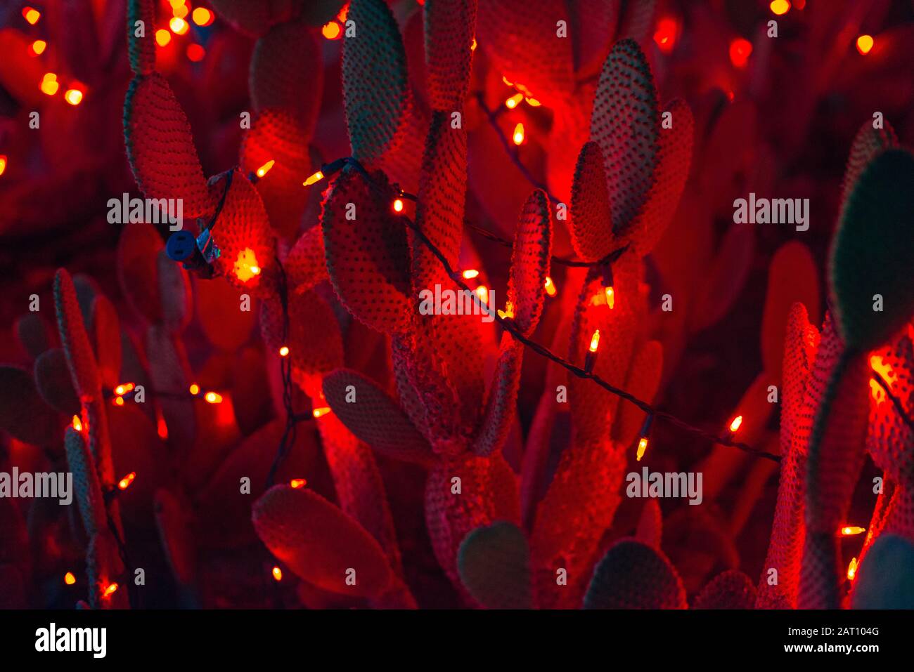 cactus rosso chiaro con una garland luminosa di notte. nuovo anno in messico Foto Stock