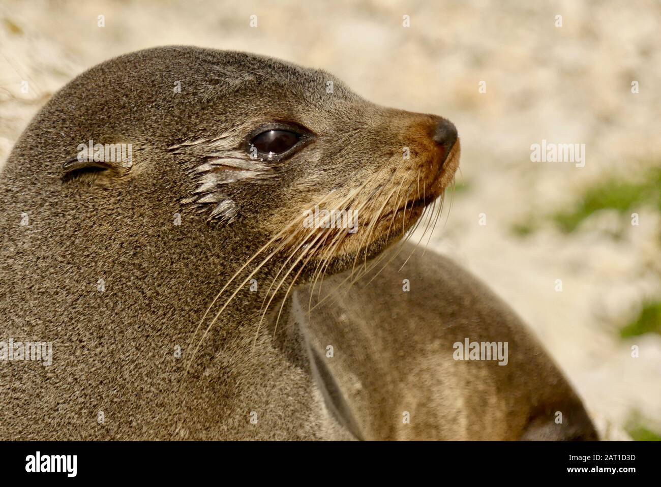 Fur Seal (Arctocephalus forsteri) sulla penisola di Kaikoura Walkway nella colonia di foche in Nuova Zelanda Foto Stock