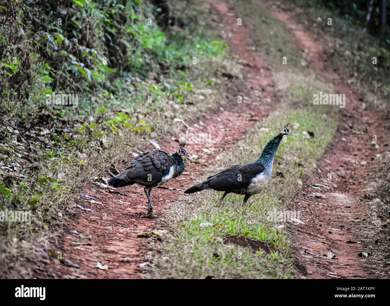 peahen nella foresta Foto Stock
