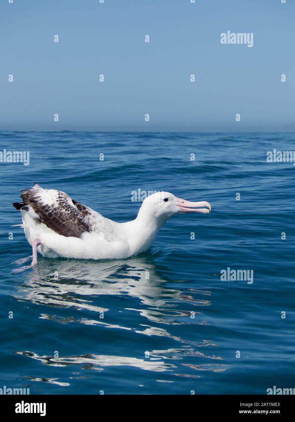 Southern Royal Albatross Seduto sulle acque calme dell'Oceano Pacifico dalla costa di Kaikoura, Nuova Zelanda Foto Stock