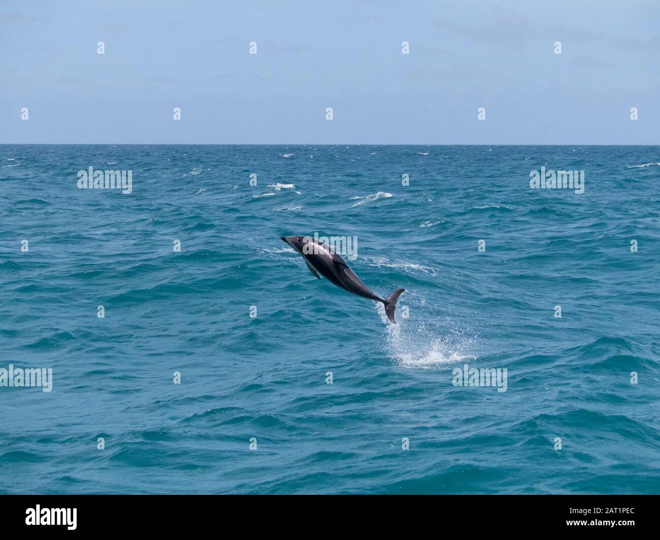 Delfino dusky (Lagenorhynchus obscurus) che saltano dall'acqua al largo della costa di Kaikoura, Nuova Zelanda Foto Stock