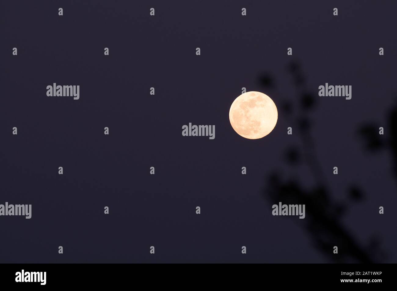 luna piena sotto un albero con in cielo di notte sfondo. Foto Stock