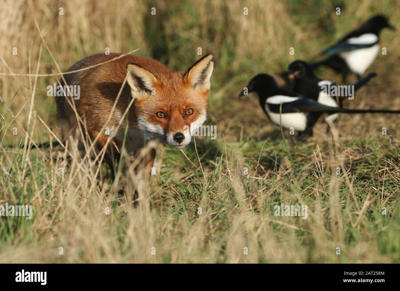 Una magnifica volpe Rossa selvaggia, Vulges vulpes, caccia in un prato. Foto Stock