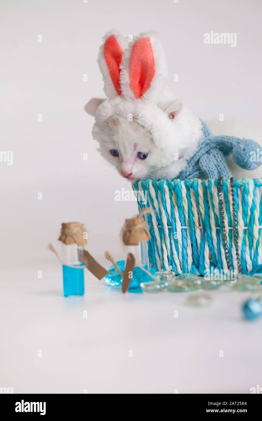 Gattino carino in un cesto blu e in un costume di carnevale di coniglio. Coniglietto di Pasqua, gatto di pasqua Foto Stock