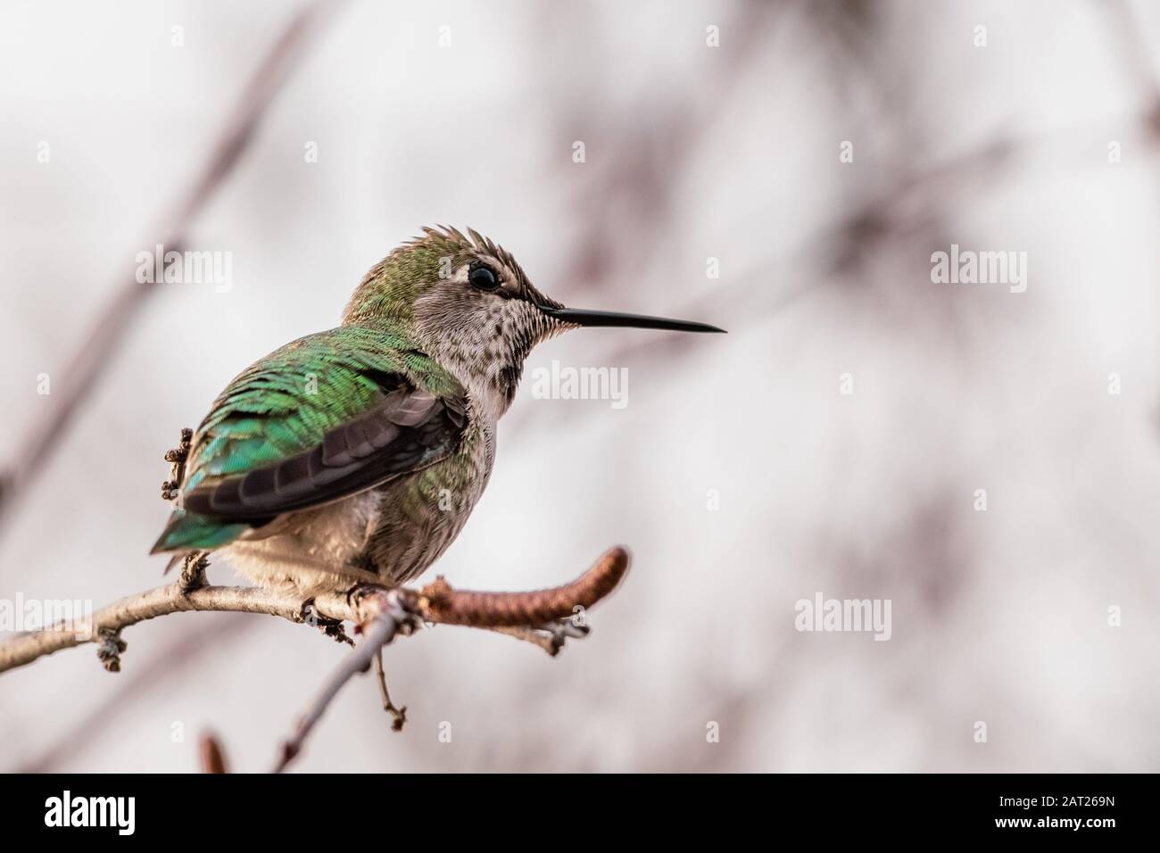 Anna Hummingbird arroccato su un ramo; sfondo sfocato, San Francisco Bay area, California Foto Stock