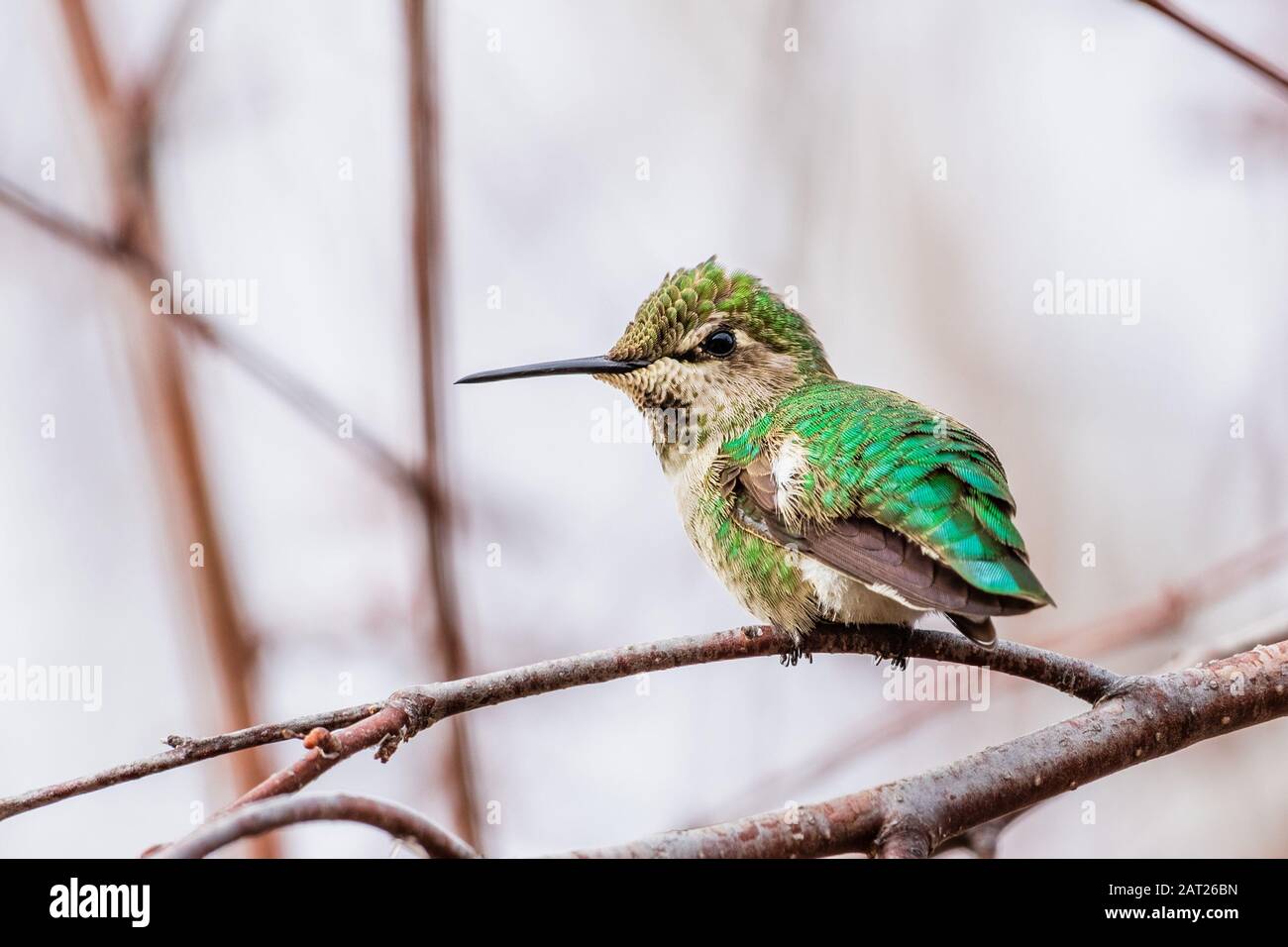 Anna Hummingbird arroccato su un ramo; sfondo sfocato, San Francisco Bay area, California Foto Stock