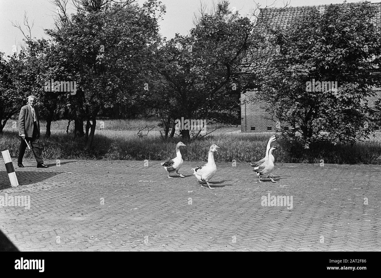Deposito di munizioni di guardia oche vicino Noordwijk Data: 12 giugno 1964 Località: Noordwijk Parole Chiave: GEANZEN Foto Stock