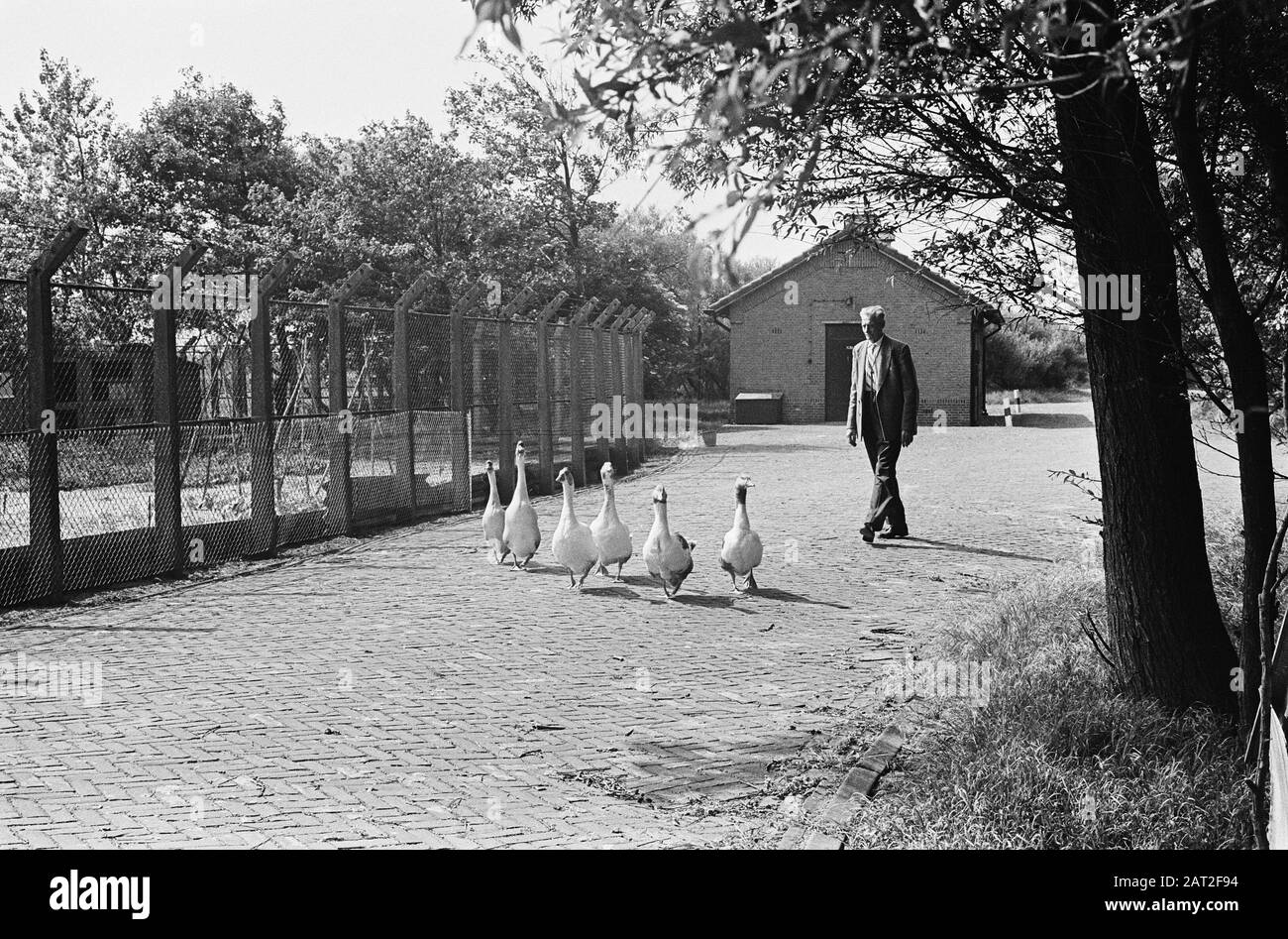 Deposito di munizioni di guardia oche vicino Noordwijk Data: 12 giugno 1964 Località: Noordwijk Parole Chiave: GEANZEN Foto Stock