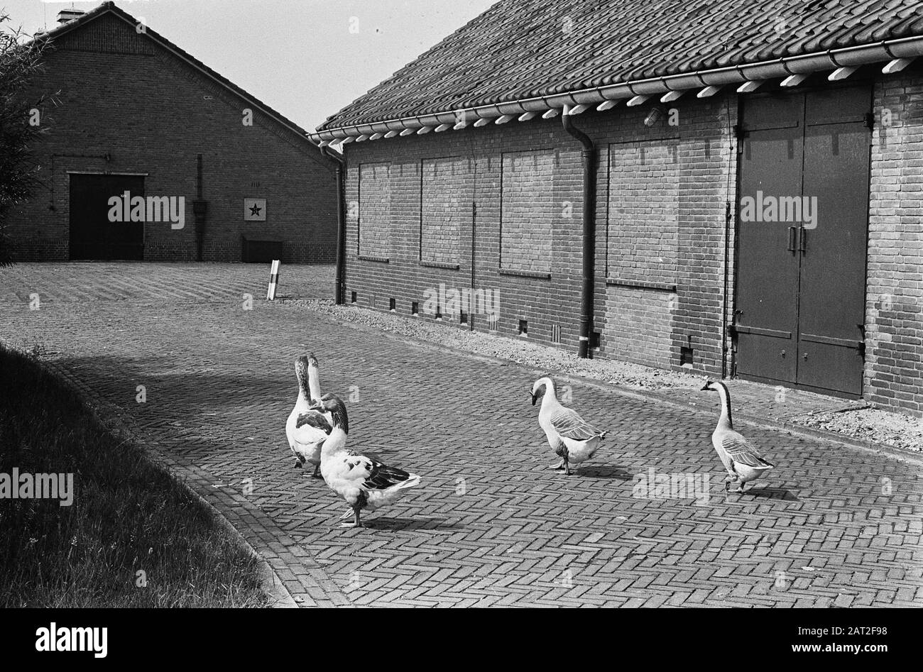 Deposito di munizioni di guardia oche vicino Noordwijk Data: 12 giugno 1964 Località: Noordwijk Parole Chiave: GEANZEN Foto Stock