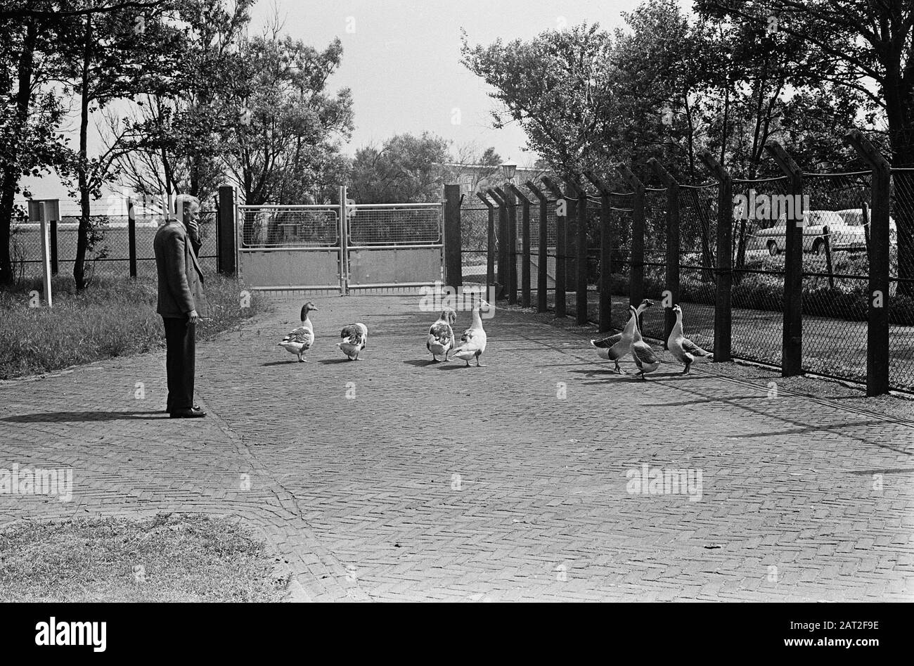 Deposito di munizioni di guardia oche vicino Noordwijk Data: 12 giugno 1964 Località: Noordwijk Parole Chiave: GEANZEN Foto Stock