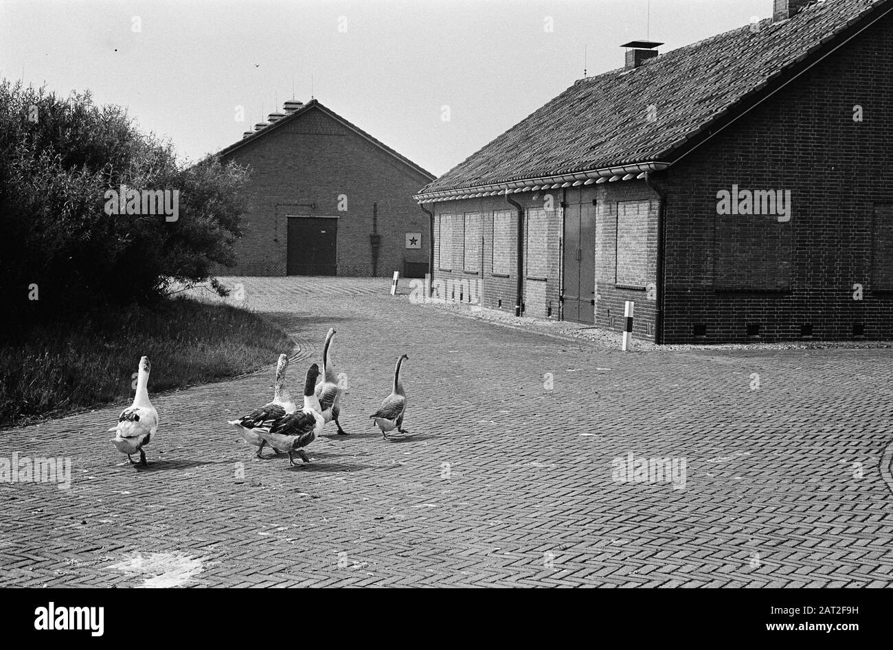 Deposito di munizioni di guardia oche vicino Noordwijk Data: 12 giugno 1964 Località: Noordwijk Parole Chiave: GEANZEN Foto Stock