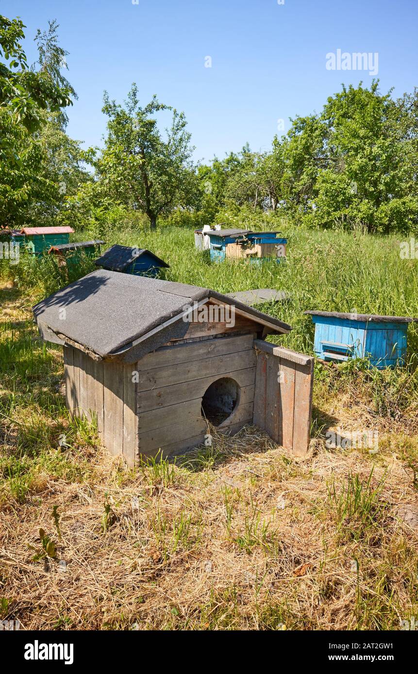 Vecchia doghouse vuota di legno in un'ape-giardino rurale per un cane che protegge gli alveari. Foto Stock