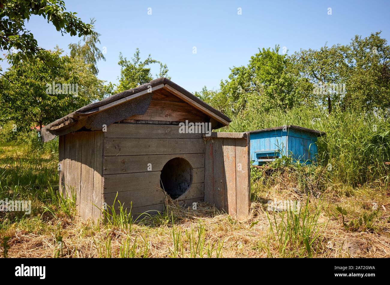 Vecchia doghouse vuota di legno in un'ape-giardino rurale per un cane che protegge gli alveari. Foto Stock