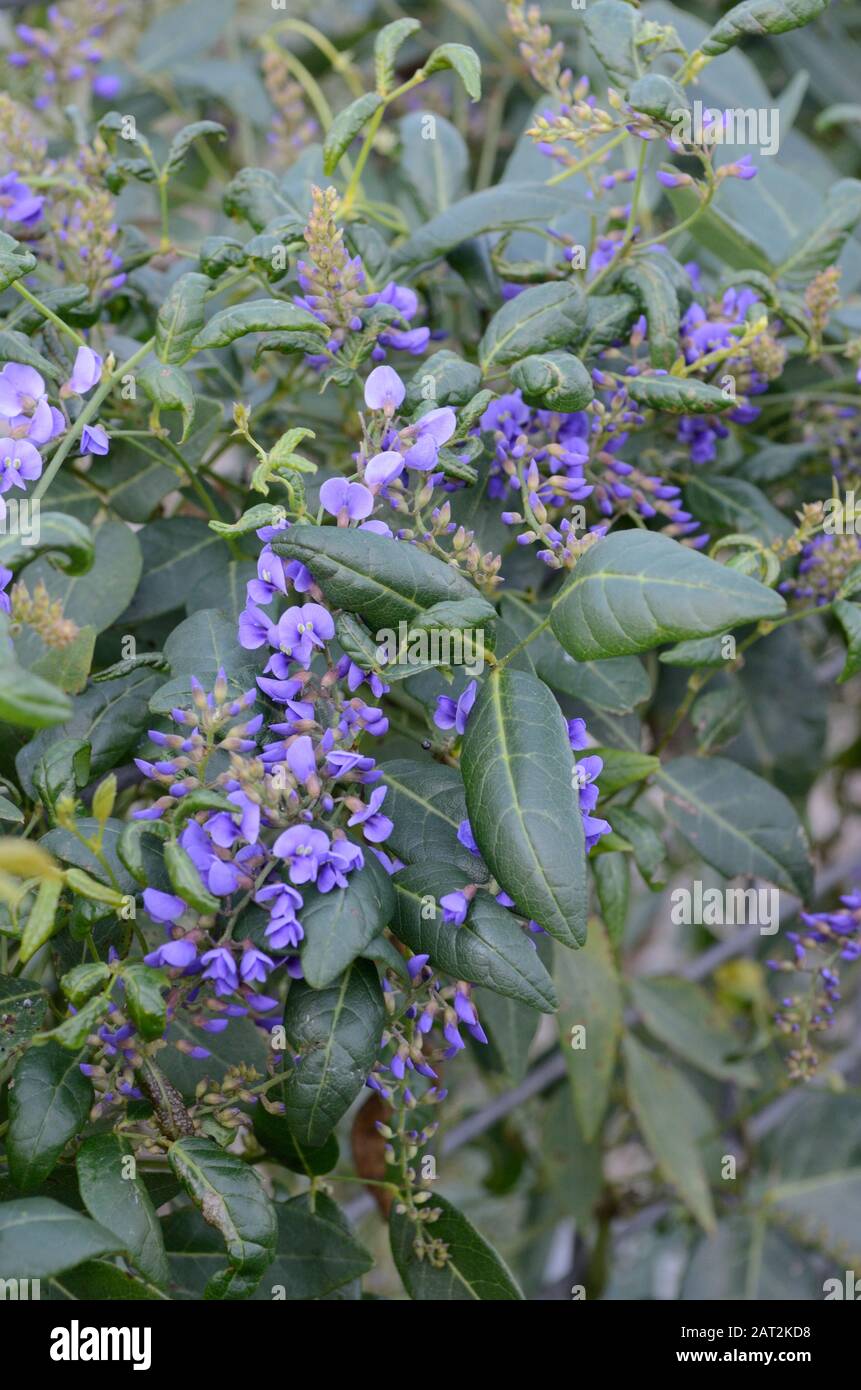 Hardenbergia violacea Vine lilac australiano lilac evergreen twining perenne con pea piccola come fiori Foto Stock