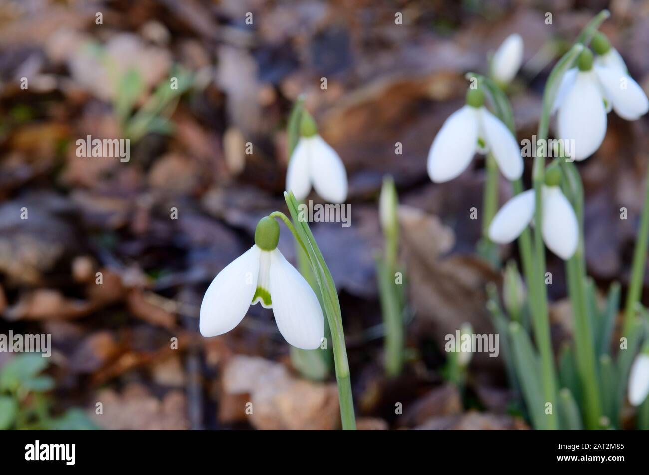 Galanthus S Arnott neve gocce di neve che crescono su un pavimento boschivo Foto Stock