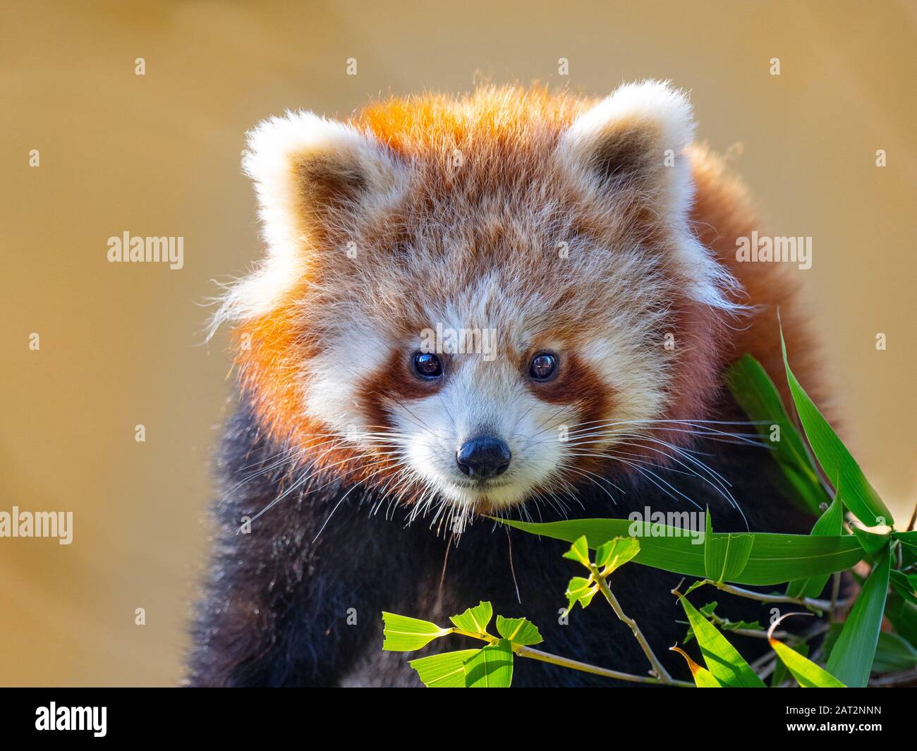 Panda rosso Ailurus fulgens a mangiare le foglie di bambù Foto Stock