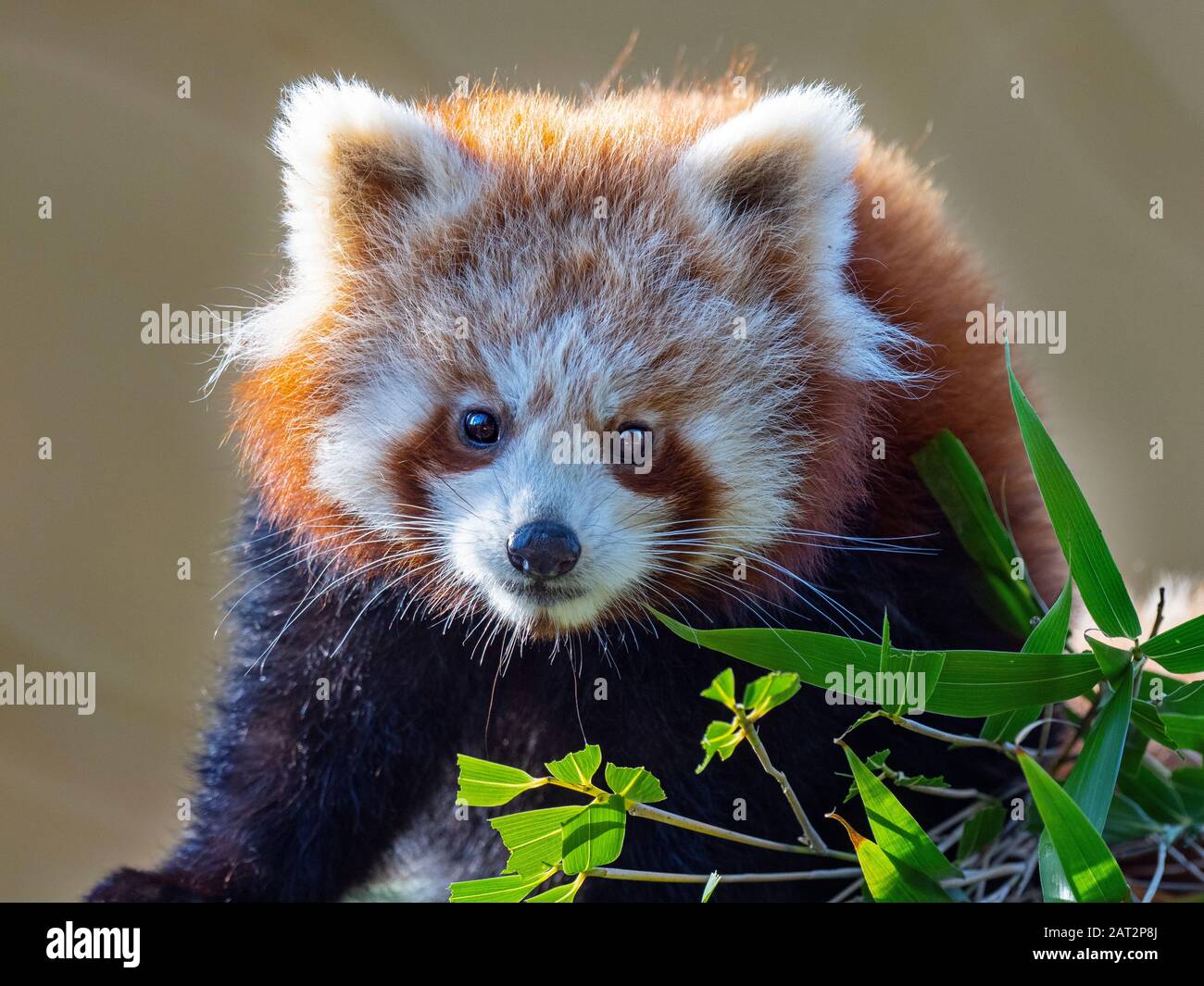 Panda rosso Ailurus fulgens a mangiare le foglie di bambù Foto Stock