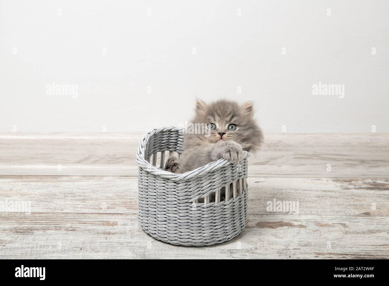 Bel gattino con occhi blu si siede in un cesto Foto Stock