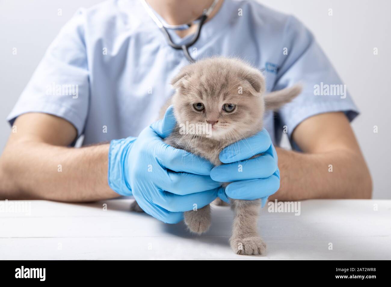 Un veterinario in guanti di lattice blu sta tenendo un piccolo gattino. Foto Stock