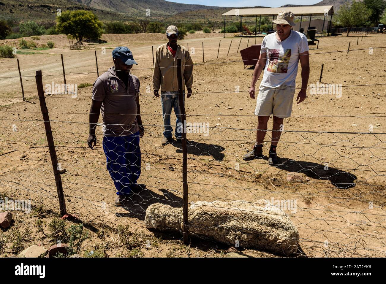 Un agricoltore e un agricoltore Karoo ispezionano una pecora morente durante la siccità del 2020 che devastava la fattoria del Capo Orientale vicino a Cradock Foto Stock
