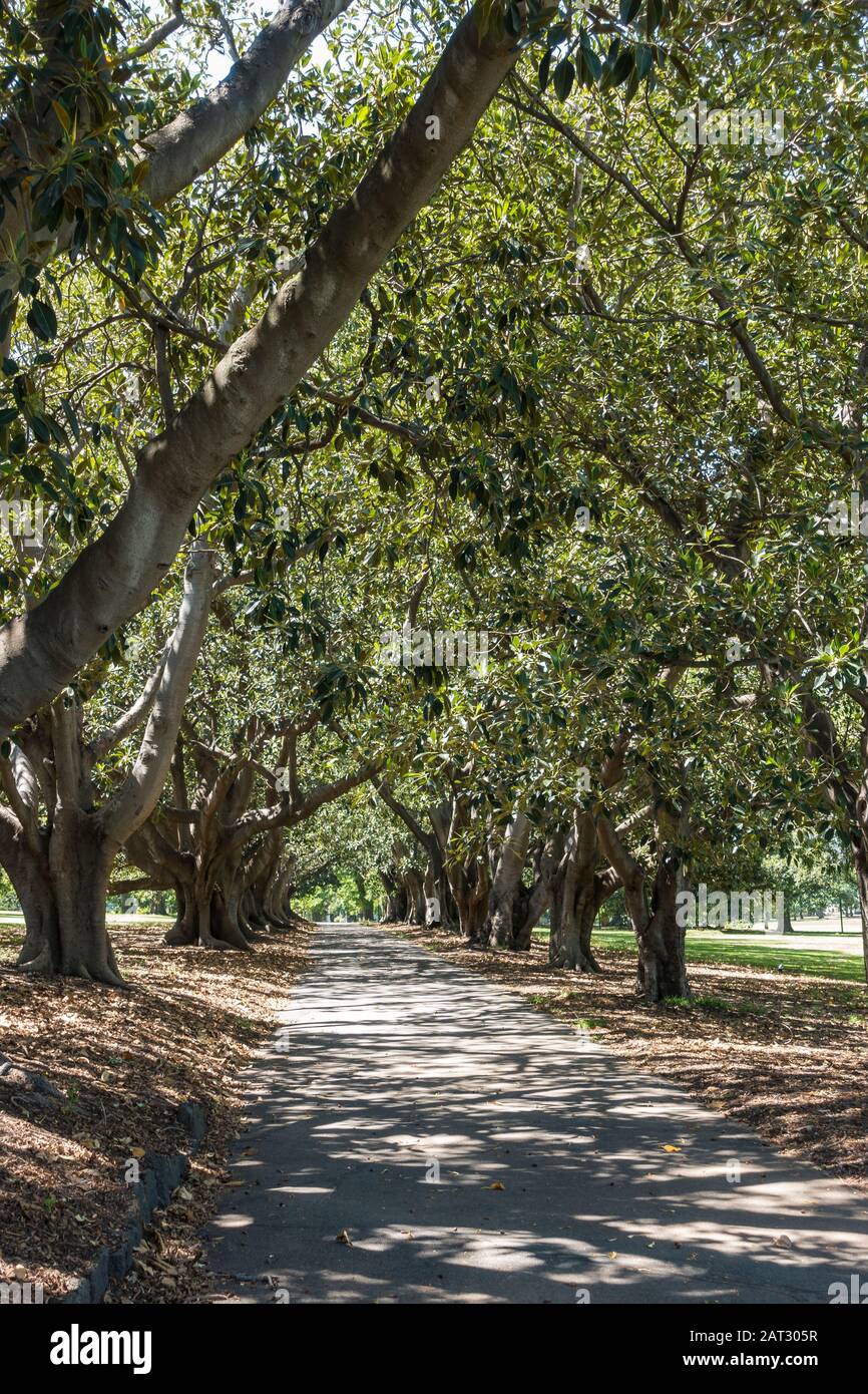 Percorsi ombreggiati attraverso il Parco Fawkner in una calda giornata estiva a Melbourne, Aurstraia Foto Stock