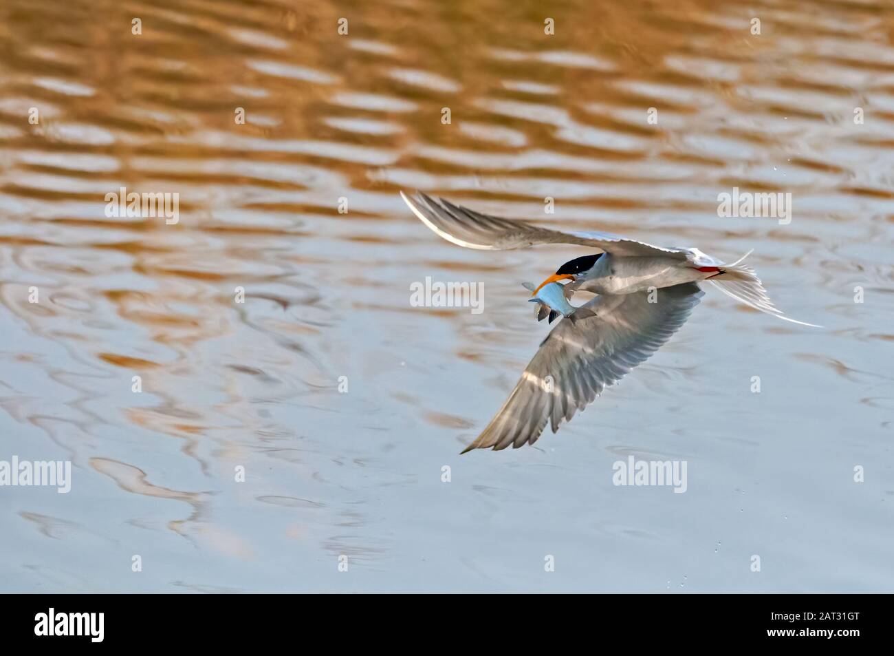 Una terna fluviale con un pesce cattura su uno stagno Foto Stock