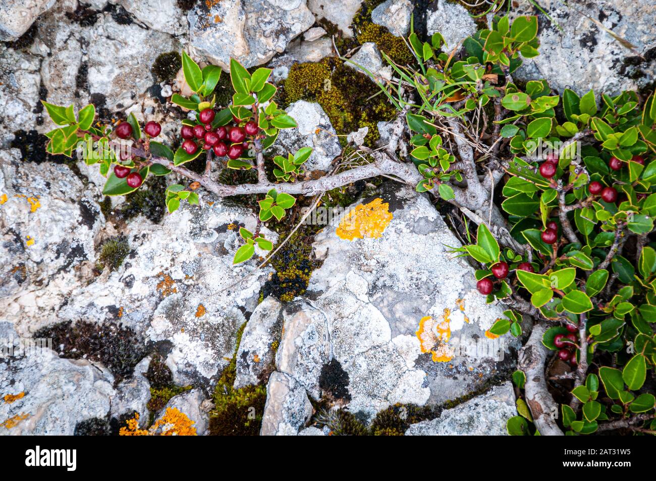 Berrys rosso selvatico sul ramo che cresce sulla superficie di roccia meteorologica, sfondo , sfondo. Foto Stock