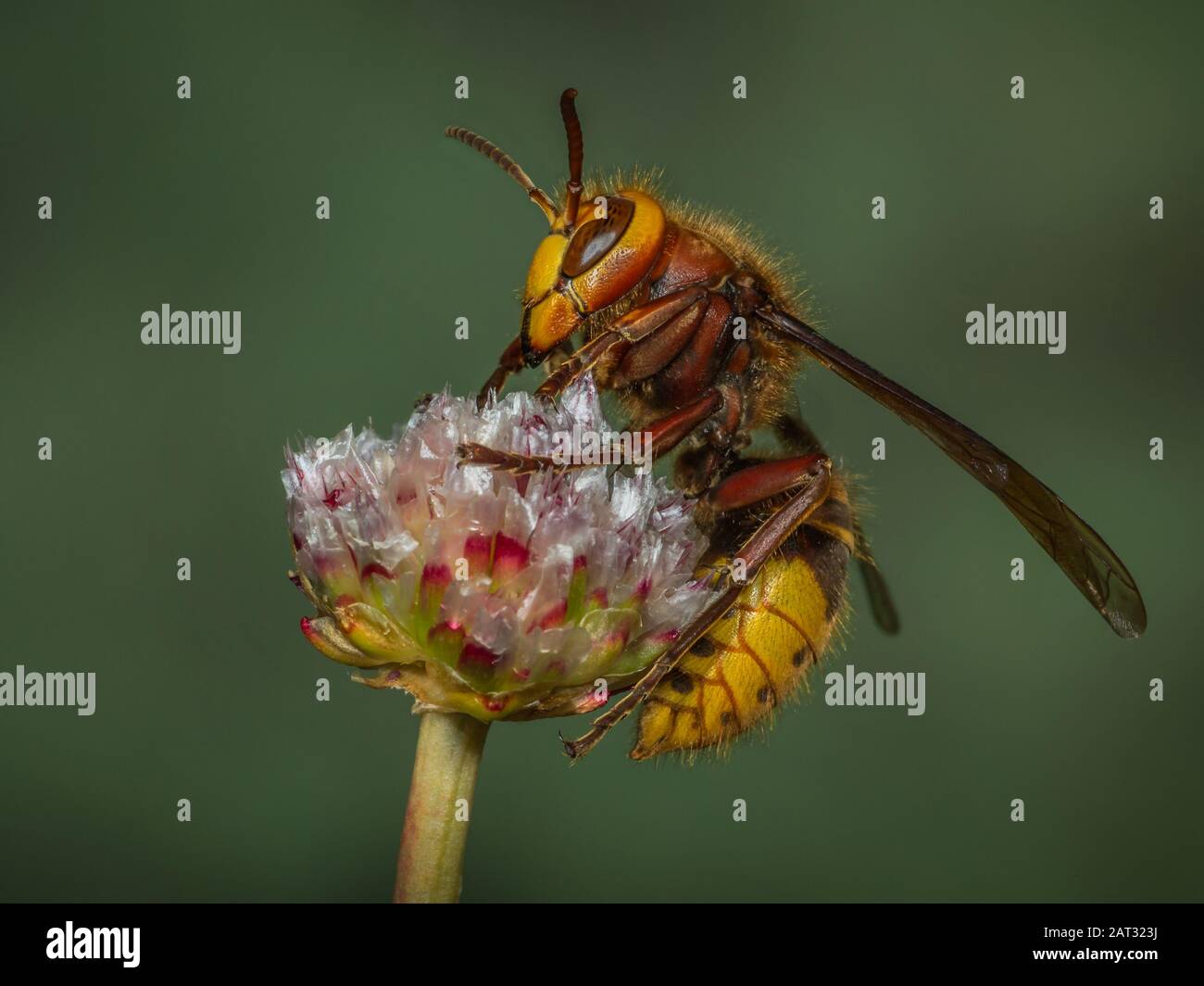 Hornet regina - Vespa crabro - su un gambo di fiori Foto Stock