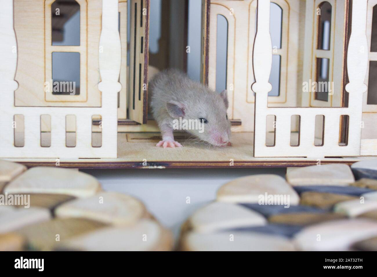 Piccoli ratti in una casa di legno simbolo di 2020 anno del ratto Foto Stock