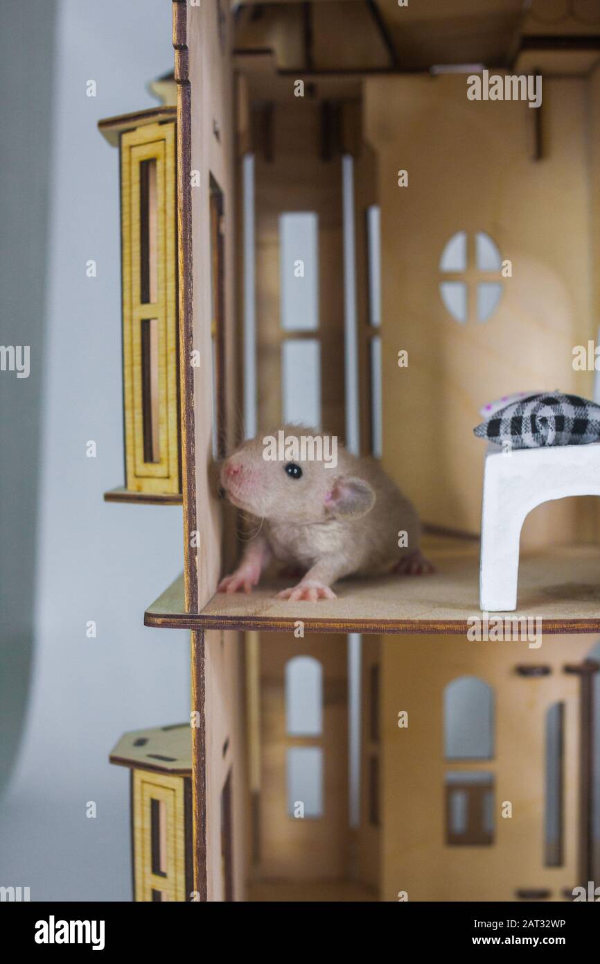 Piccoli ratti in una casa di legno simbolo di 2020 anno del ratto Foto Stock