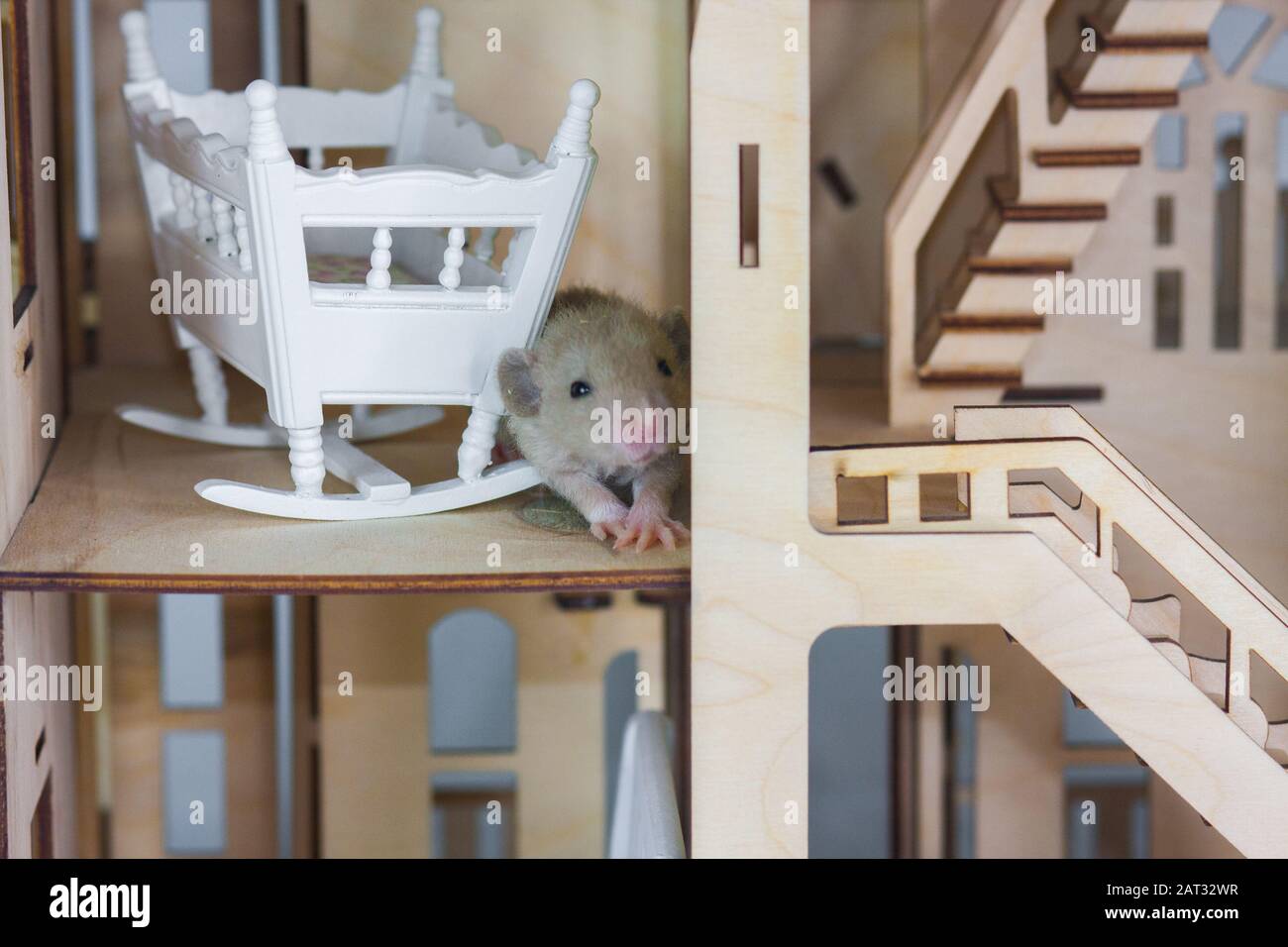 Piccoli ratti in una casa di legno simbolo di 2020 anno del ratto Foto Stock