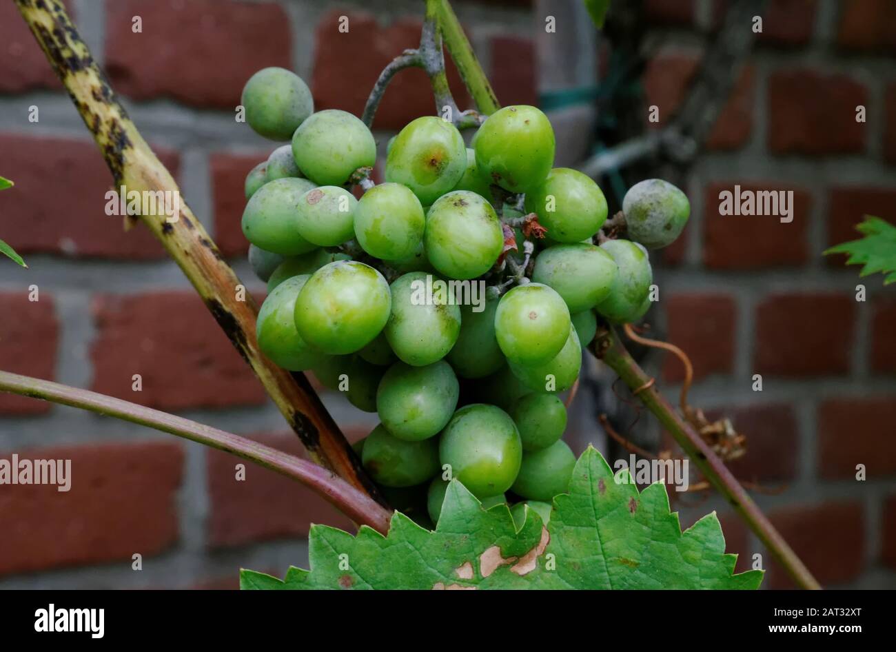 uve mature di fronte ad un muro di mattoni in un cortile a colonia Foto Stock