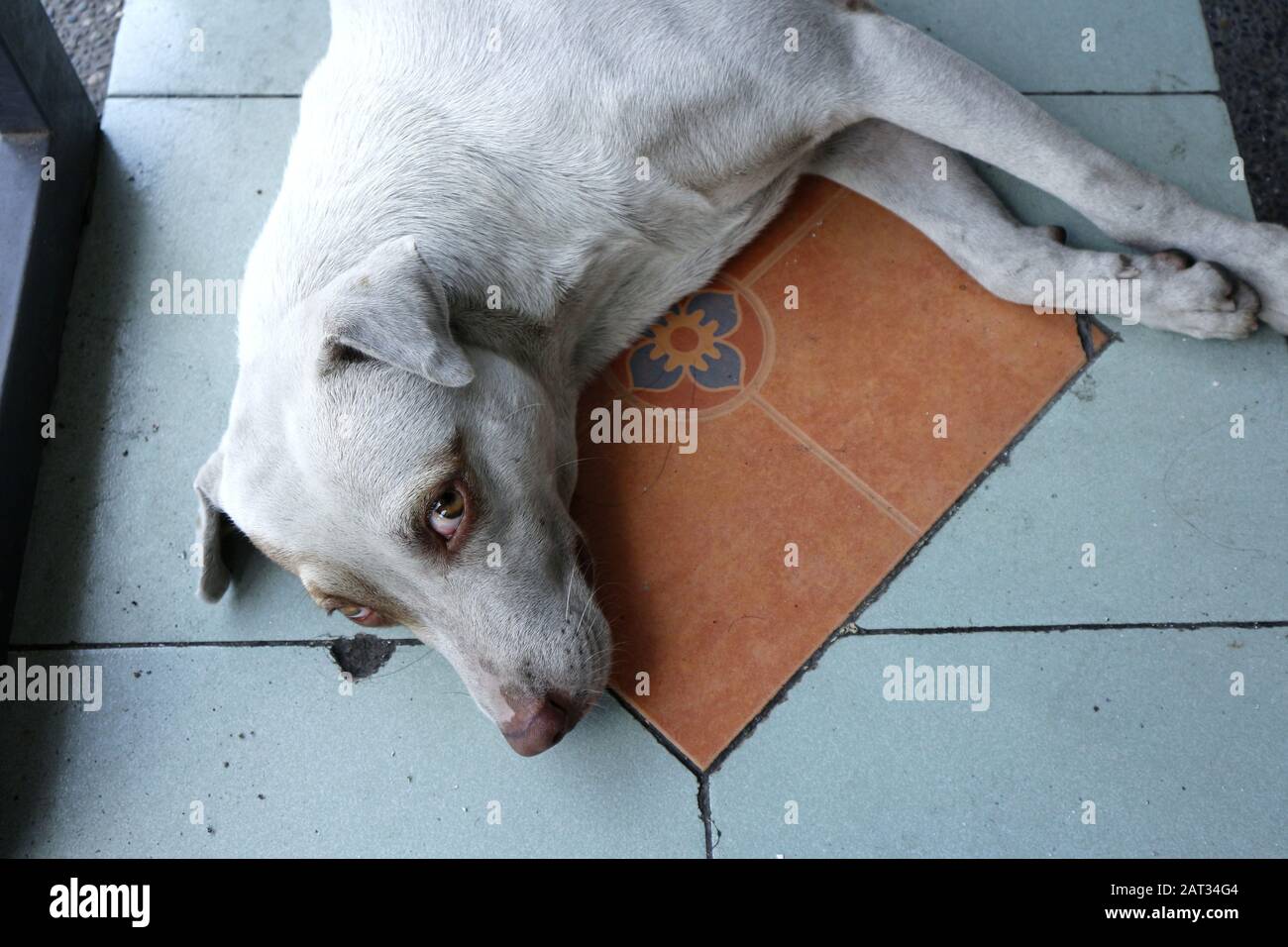 Foto di un cane sdraiato sul pavimento e guardando la fotocamera Foto Stock