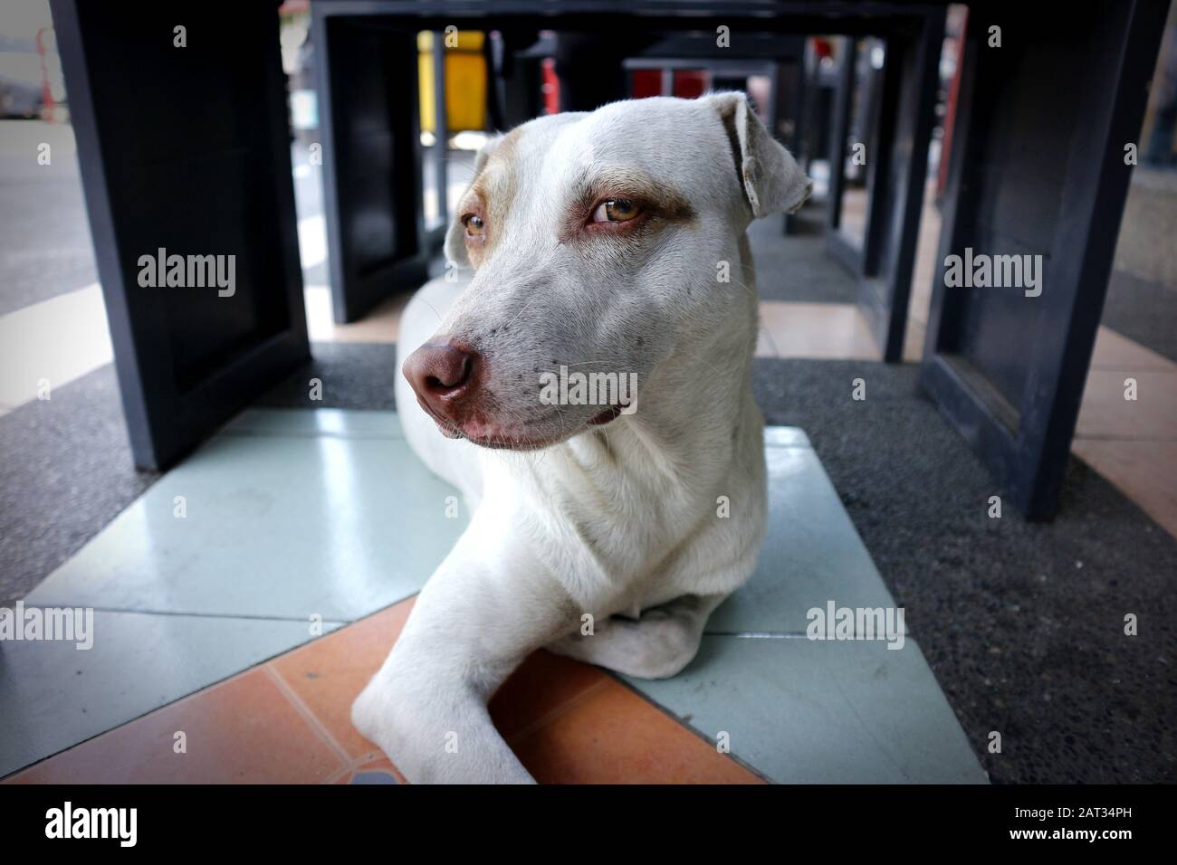 Foto di un cane sdraiato sul pavimento e guardando la fotocamera Foto Stock