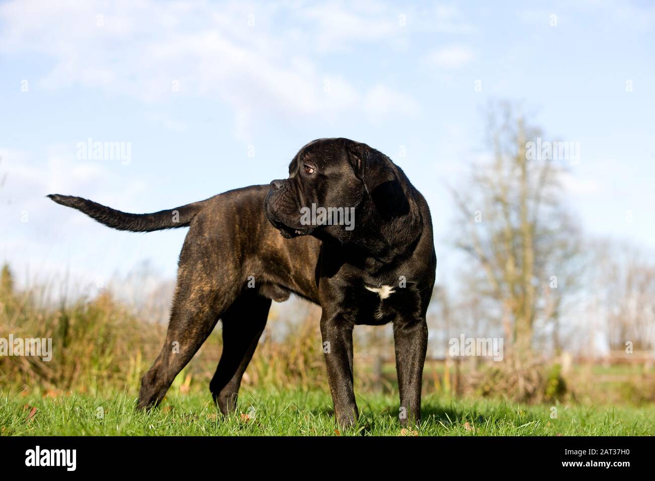 Corso di canna, cane razza dall'Italia, maschio in piedi su erba Foto Stock