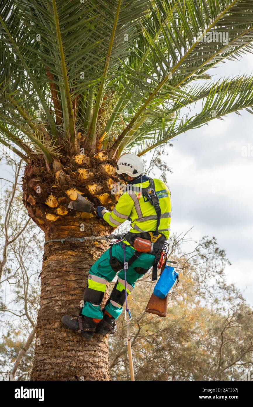 Arborista o chirurgo dell'albero, potando una palma. Foto Stock