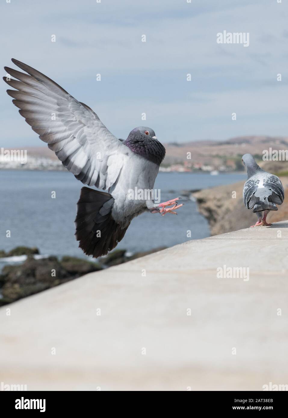 Maschio Rock dove (Columba livia) o piccione ferale. Foto Stock