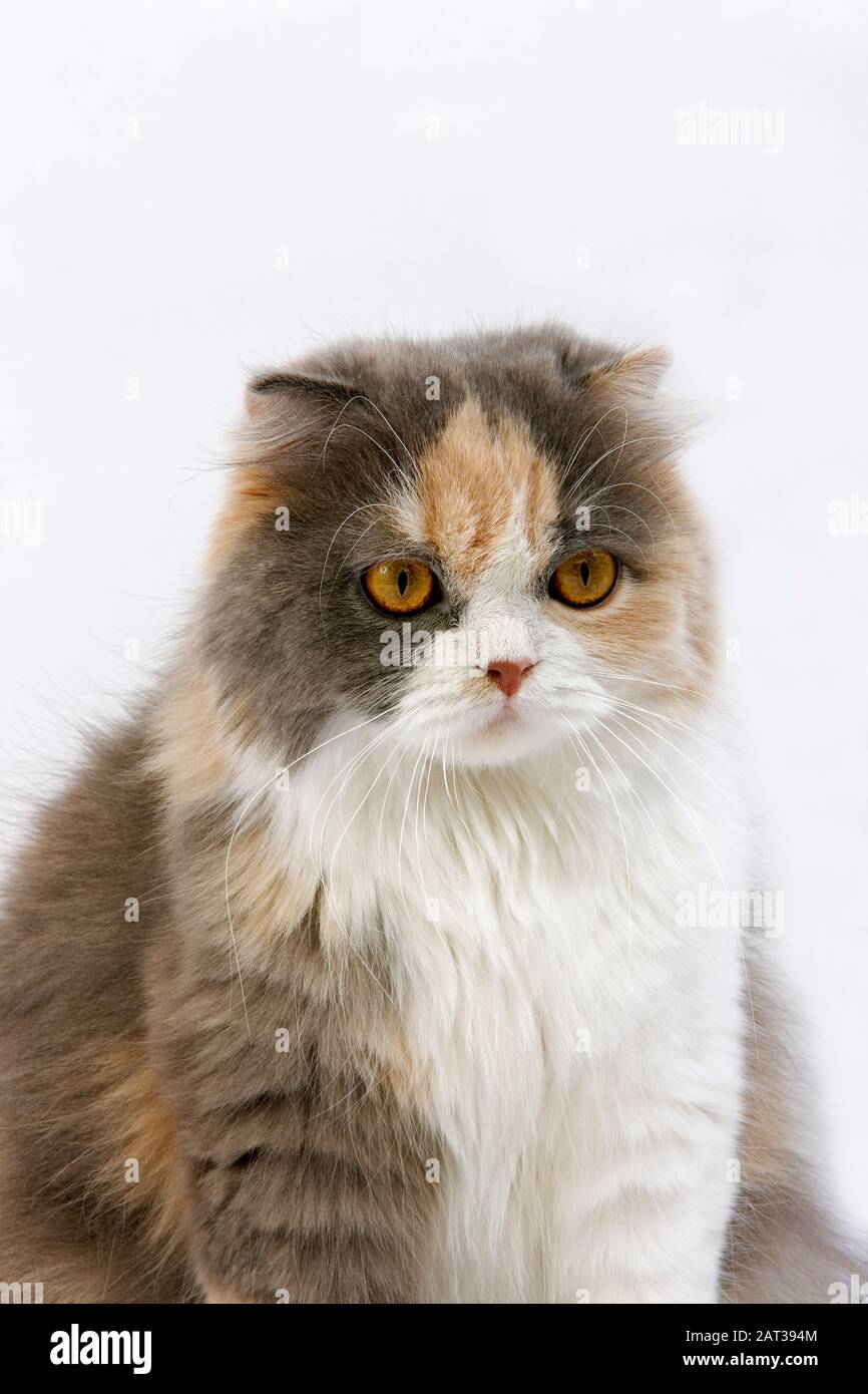 Crema di colore blu e bianco Highland Fold gatto domestico, Femmina contro uno sfondo bianco Foto Stock