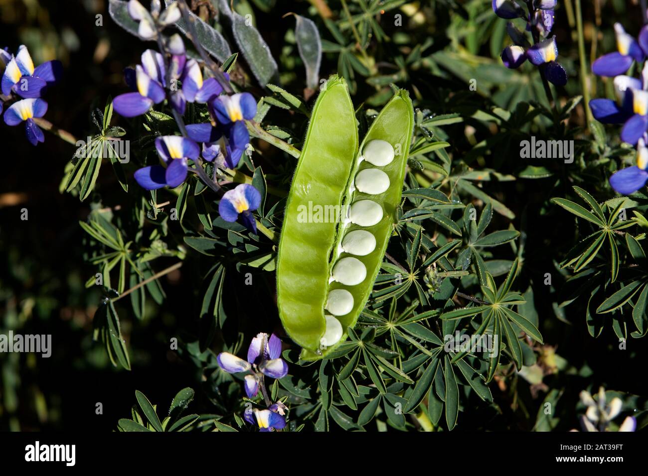 Fioritura di piselli, Pisum sativum, campo vicino al Parco Nazionale del Manu in Perù Foto Stock