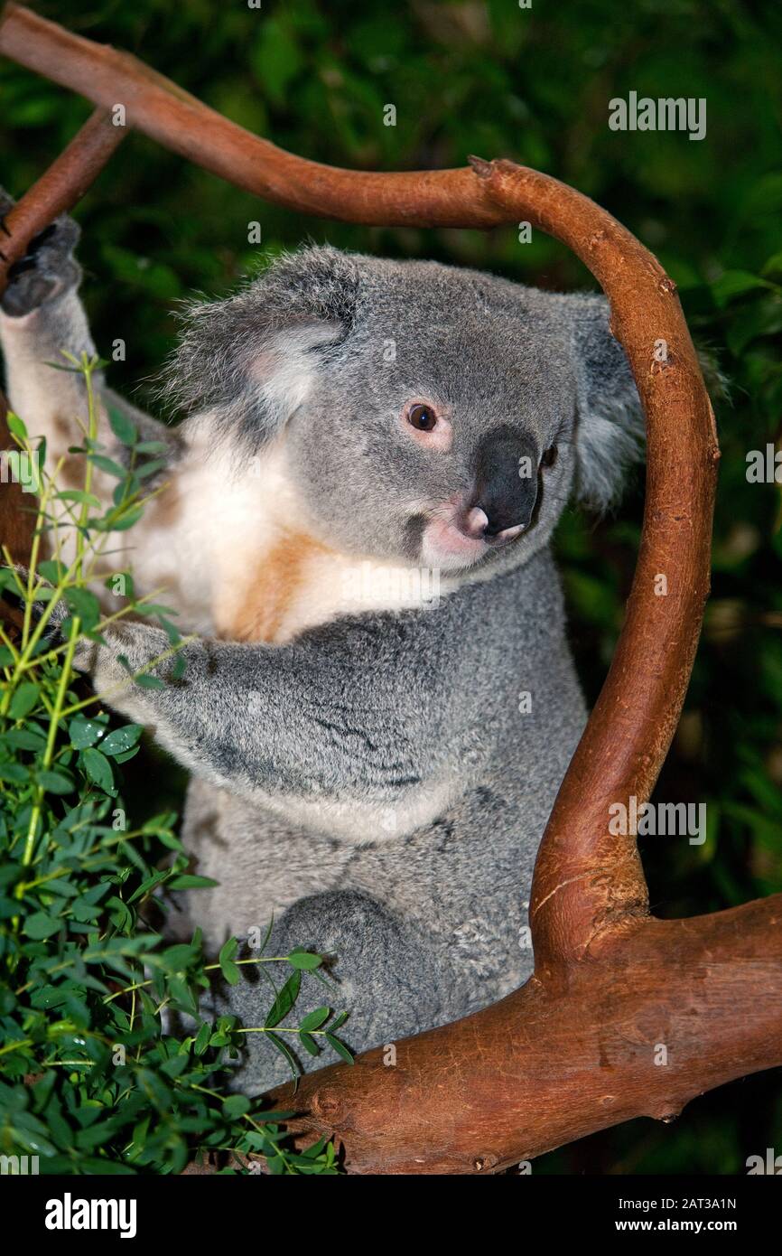 Koala, phascolarctos cinereus, maschio in piedi su Branch Foto Stock