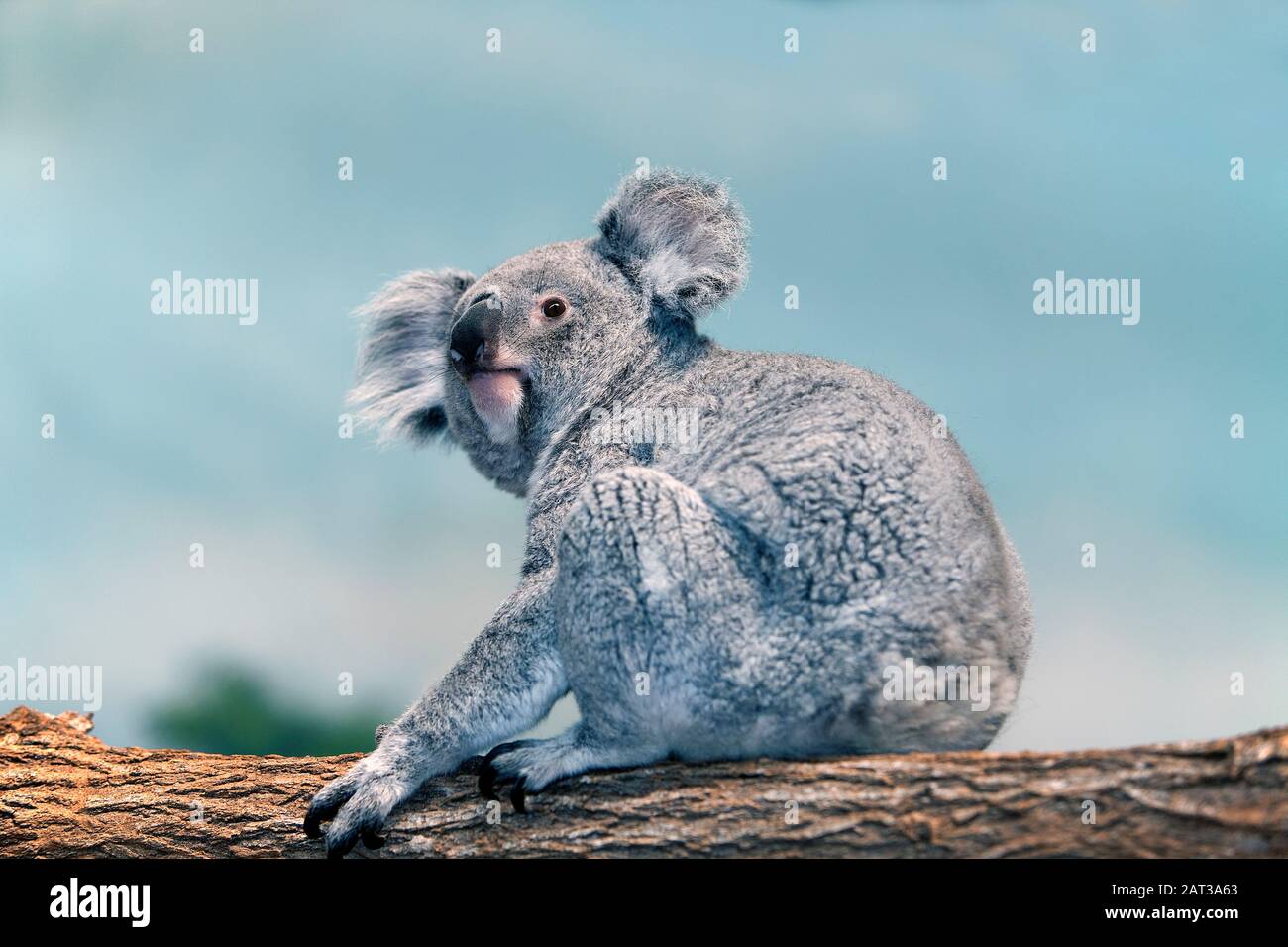 Koala, phascolarctos cinereus, femmina in piedi su Branch Foto Stock
