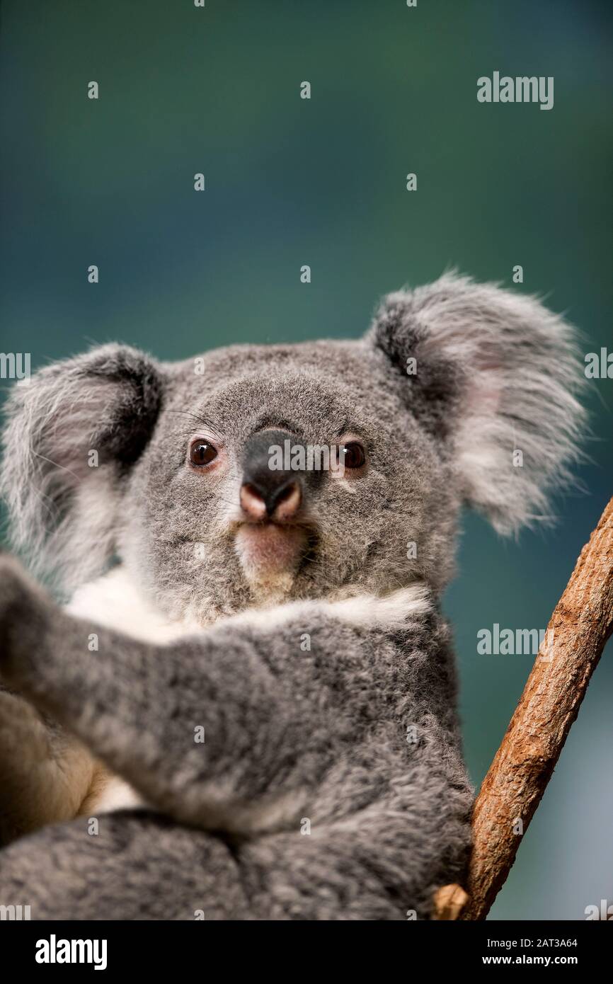 Koala, phascolarctos cinereus, femmina Foto Stock