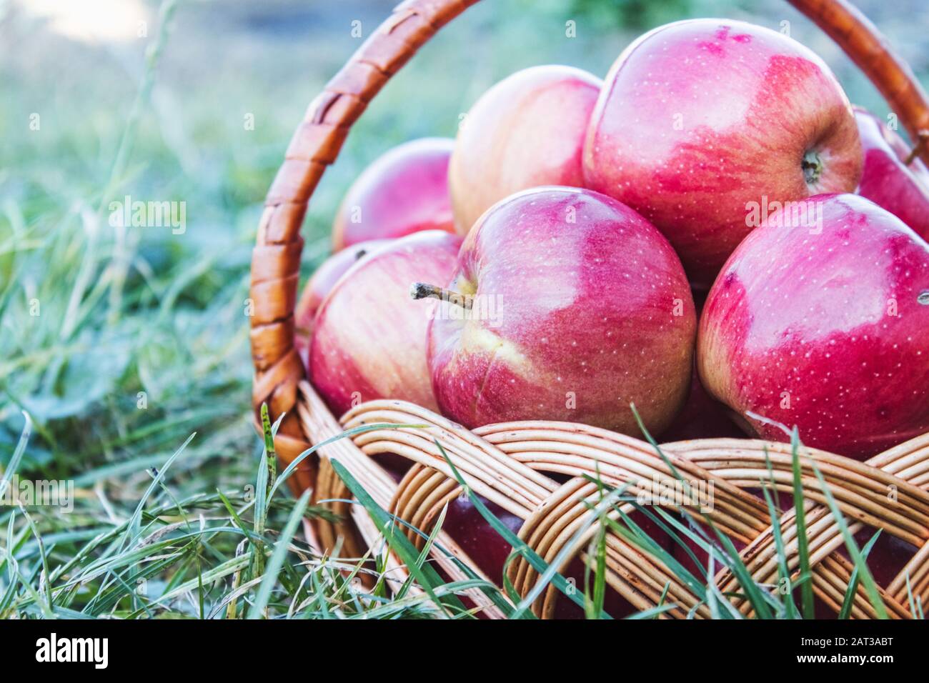 Mele rosse mature su erba verde in un cesto di vimini su uno sfondo di natura. Vitamine e una dieta sana. Concetto vegetariano. Primo piano. Foto Stock